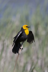 Yellow head black bird