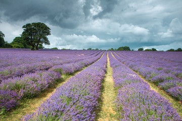 Obraz na płótnie Canvas Lavender Field in Banstead Surrey