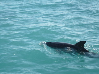 Naklejka premium Dolphin watching in Florida
