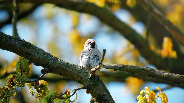 wildlife - small bird sitting on branch of tree - Tree Sparrow, England, May 2017
