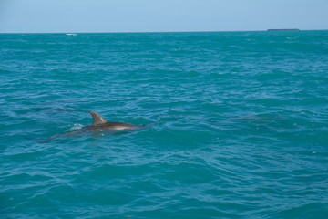 Dolphin watching in Florida