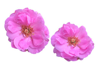 Obraz premium Pink wild rose isolated white background