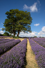 Fototapeta na wymiar Two Trees in a Field of Lavender