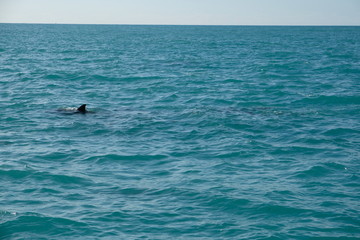 Dolphins in Florida's water