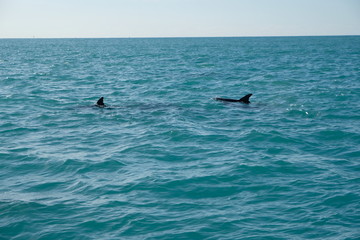Dolphins in Florida's water