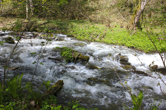Stormy mountain stream with white foam among trees and grass in spring.