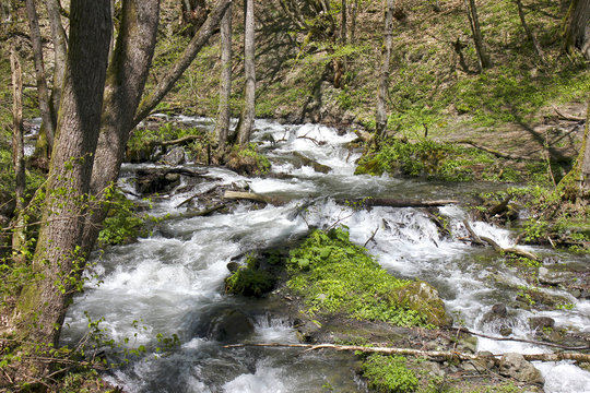 Stormy mountain stream with green island in middle among trees and grass in spring.