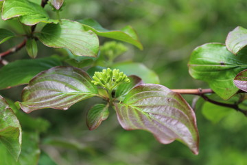 Spring leaves