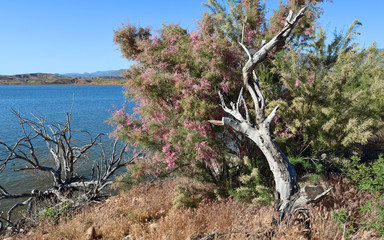 Rosa blühender Baum am Lake Roosevelt in Arizona, USA