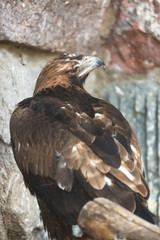 The beautiful Golden Eagle or Aquila Chrysaetos