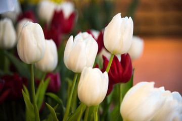 Tulips