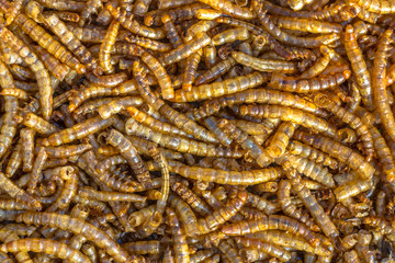 Dried mealworm background
