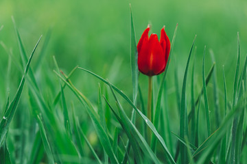 Amazing tulip.