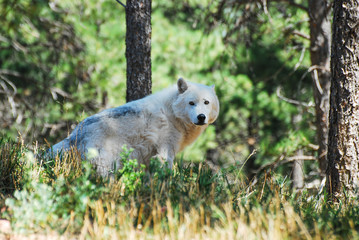 Arctic Wolf in forest