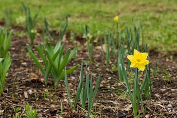 Fototapeta premium Yellow Daffodils growing in a garden in Spring with space to the left