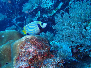 インド洋を泳ぐタテジマキンチャクダイ
