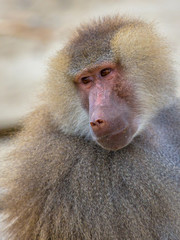 Portrait of Hamadryas baboon