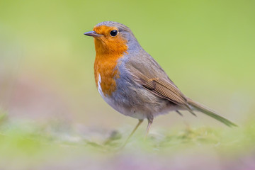 Portrait of Robin on bright background
