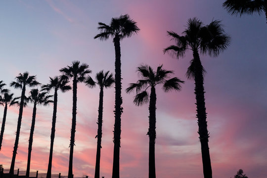 Palm Tress with Sunset