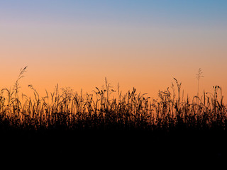 Grass field silhouette