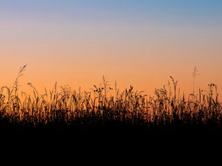 Zelfklevend Fotobehang Platteland Grass field silhouette