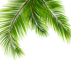 Naklejka premium Exotic Tropical Background with Palm Leaves