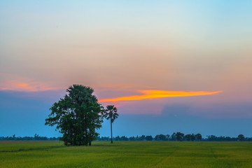 green fields in twilight