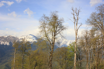 Obraz na płótnie Canvas Mountain forest. Trees against background of mountains.