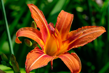 Fototapete bei efototapeten.de bestellen   