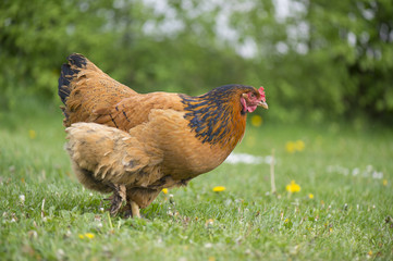 Free range chicken at the farm