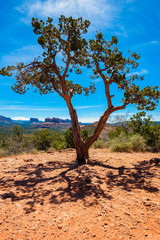 Fototapeta premium Beautiful Sedona juniper