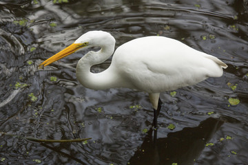 Great egret wading with a fish in its bill, Florida.