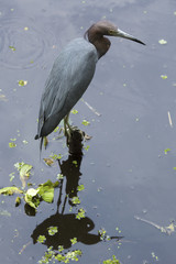 Reddish egret perched on a submerged branch in Florida's everglades.