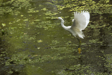 Snowy egret flying over the water in the Florida Everglades.