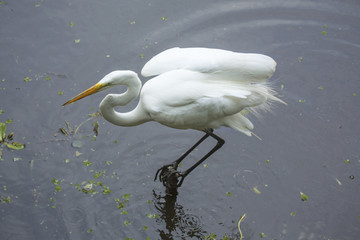 Great egret perched on a submerged branch in Florida's everglades.