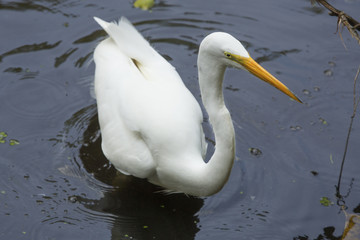 Great egret wading in a pond in the Florida everglades.
