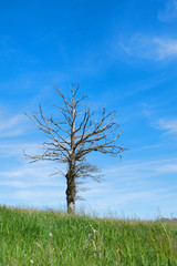 Fototapeta na wymiar Dead tree in landscape