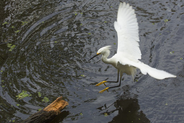Snowy egret, Egretta thula, preparing to land on a partially submerged log in the Florida everglades.