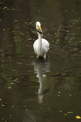 Great egret with a bullhead catfish in its mouth, everglades.