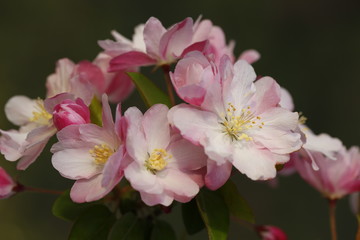 Fototapeta premium Chinese flowering crab-apple blooming