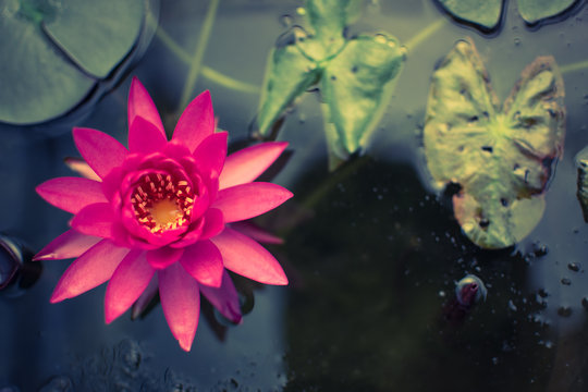 The beautiful lotus on the surface, with clear light, can put advertisement text in rich colors and clear images.