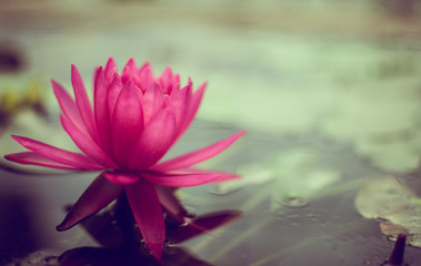 The beautiful lotus on the surface, with clear light, can put advertisement text in rich colors and clear images.
