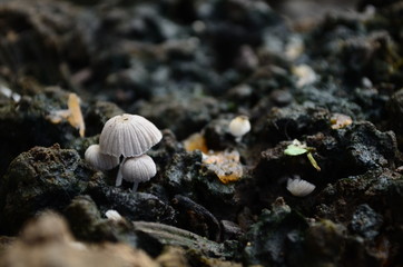 Fototapeta na wymiar Mushroom