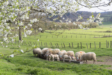 Sheep in spring