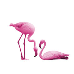 Beautiful bird flamingo isolated on white background