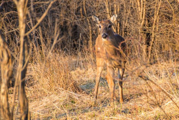 Landscape,  sunset, lake