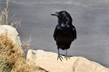 Common Raven Arizona