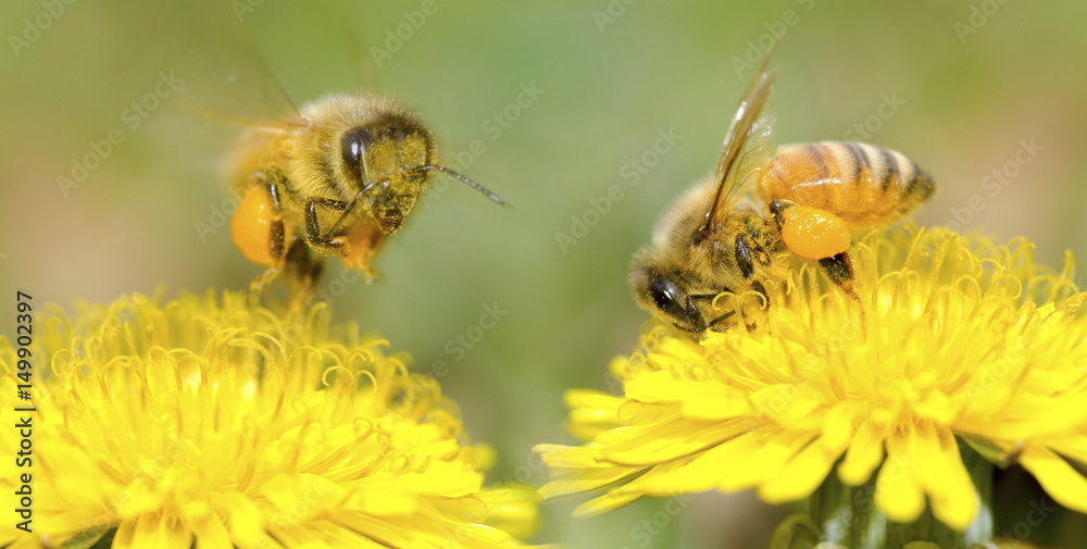 Wall mural two bees and dandelion flower