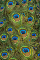Close up peacock feathers