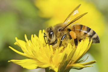 Bee and dandelion flower - 149904701